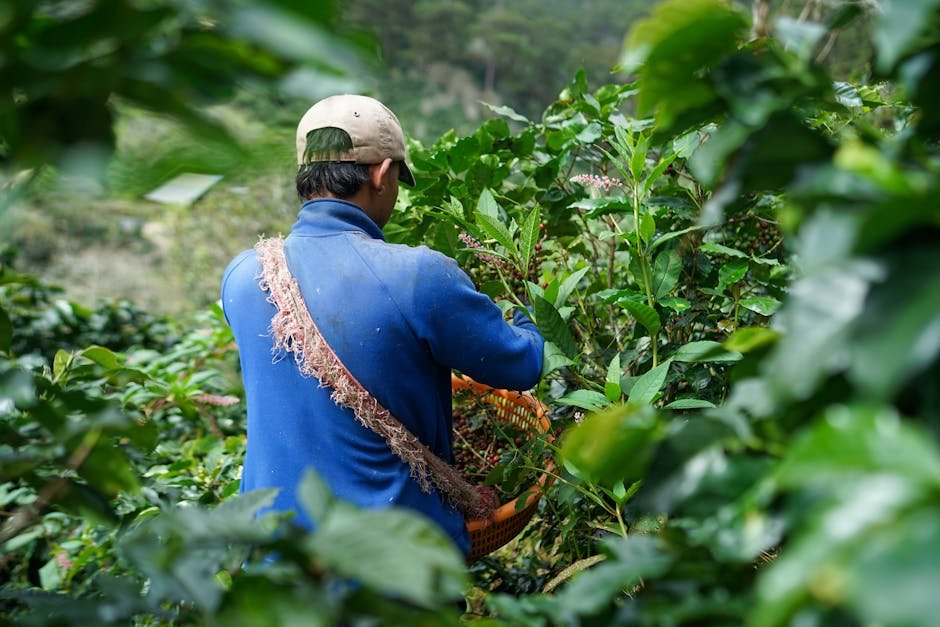 Tìm hiểu về quy trình rang xay cà phê Ý: Bí quyết tạo nên hương vị đỉnh cao